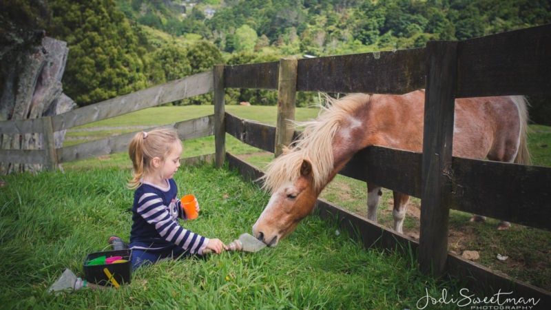 feeding the animals at bullswool farm park